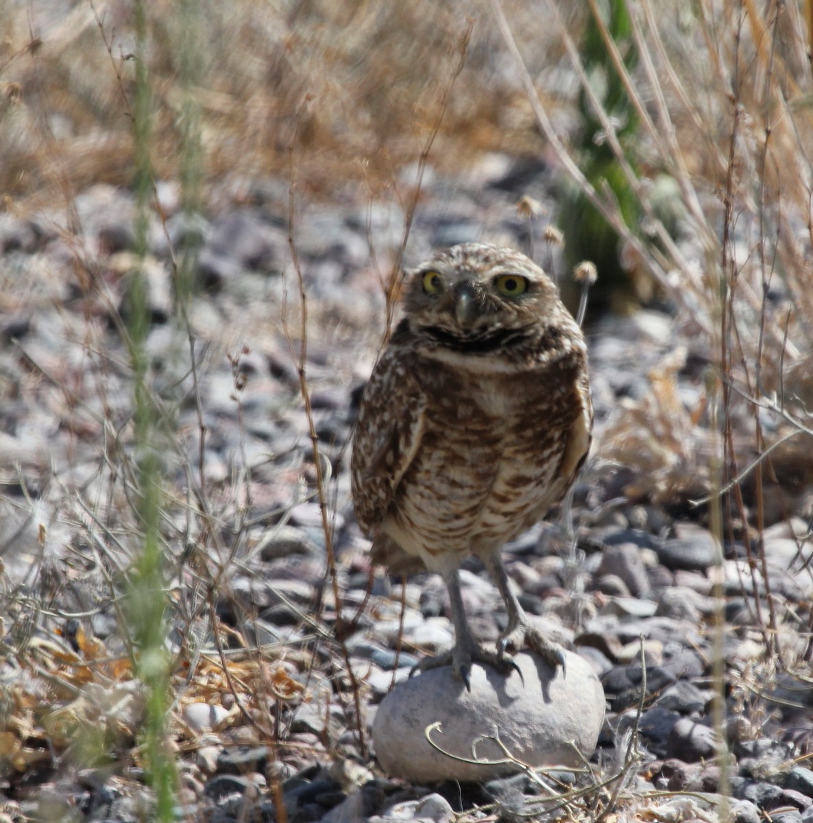 Burrowing Owl - ML315756051