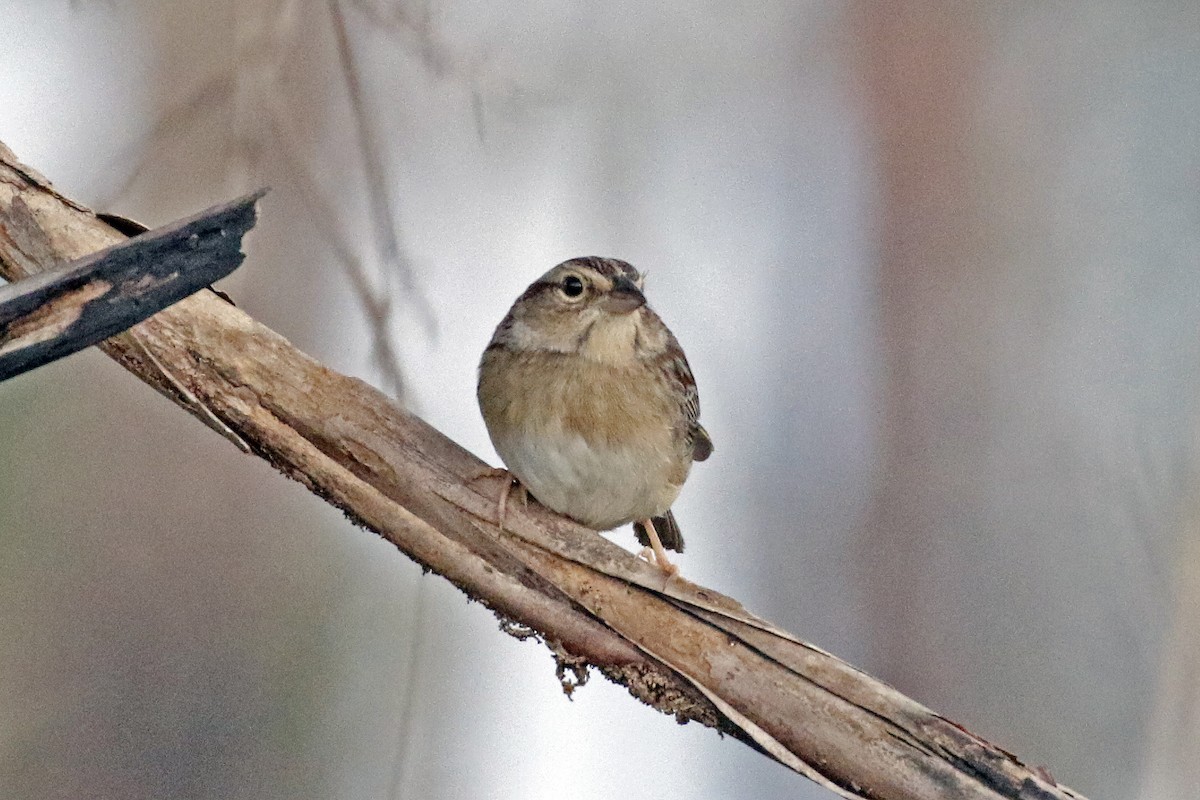 Bachman's Sparrow - ML315756081