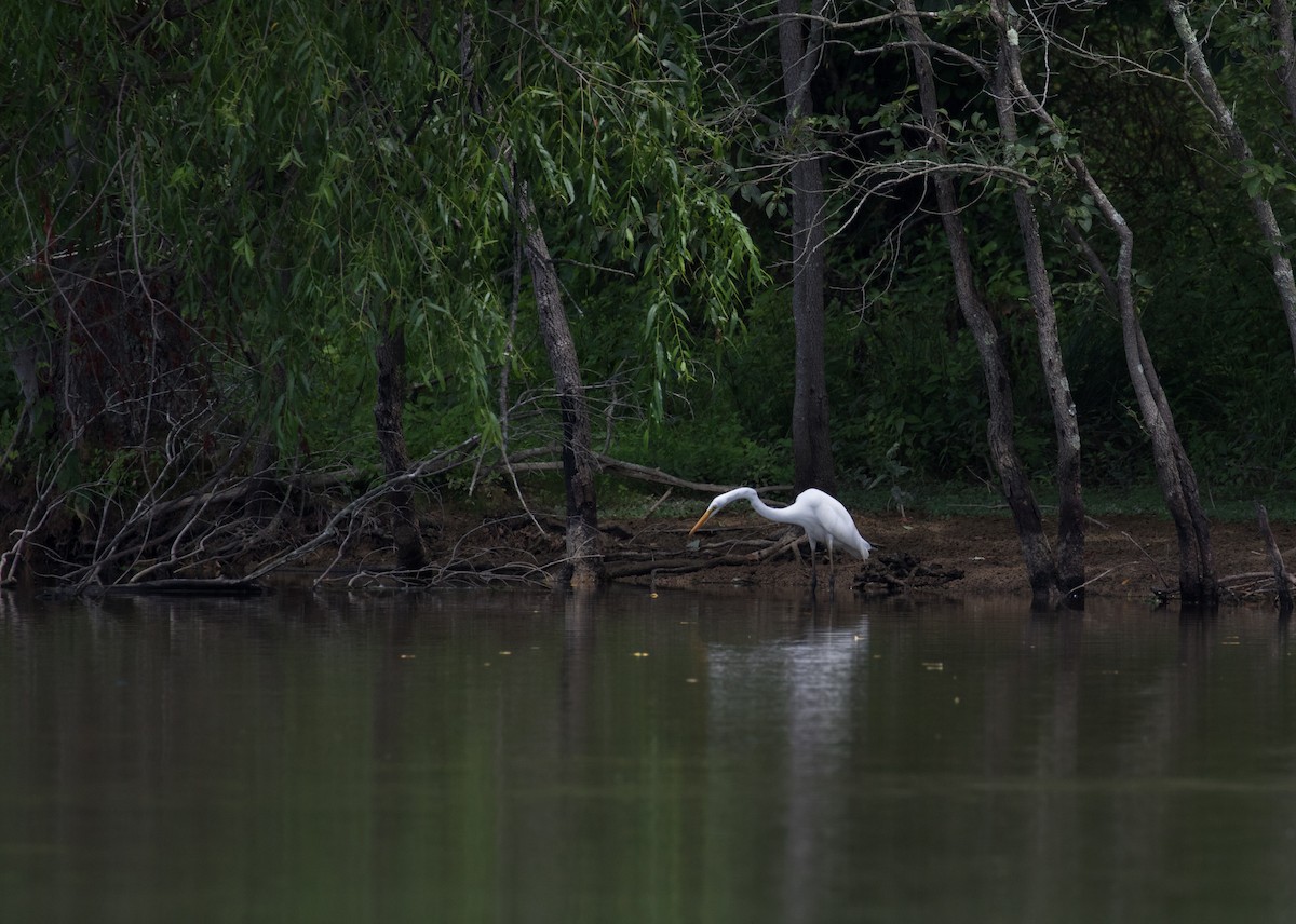 Great Egret - ML31575861