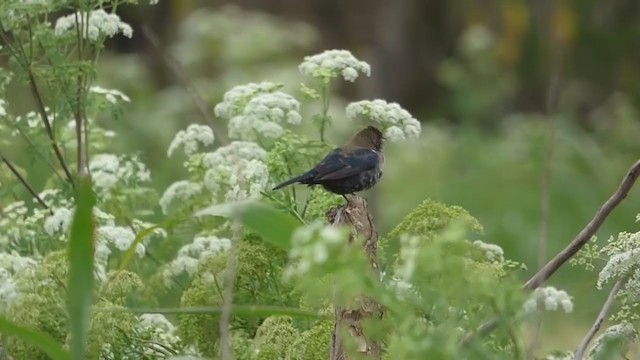 Blue-black Grassquit - ML315759121