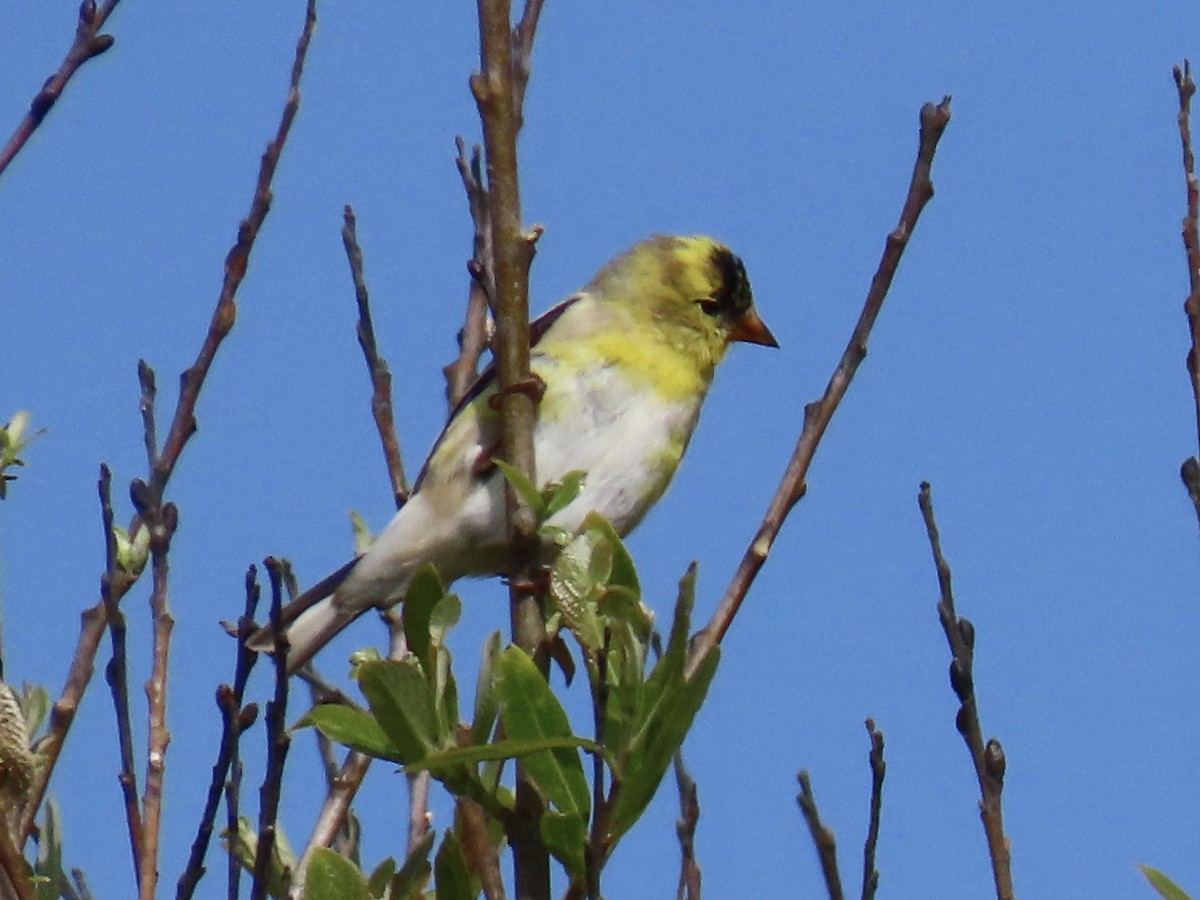 Chardonneret jaune - ML315759871