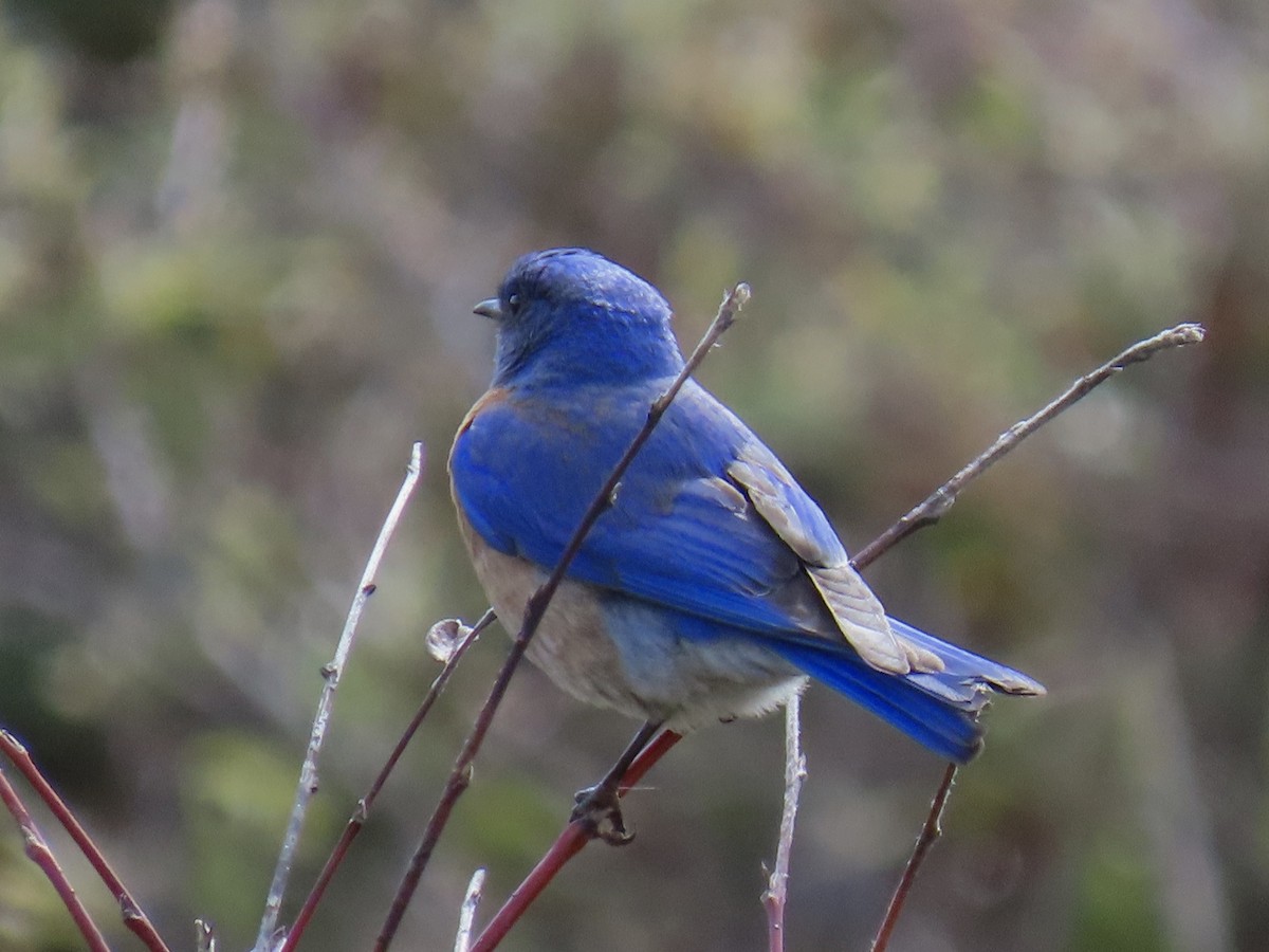 Blaukehl-Hüttensänger - ML315760031