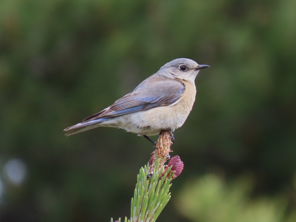 Western Bluebird - ML315760051