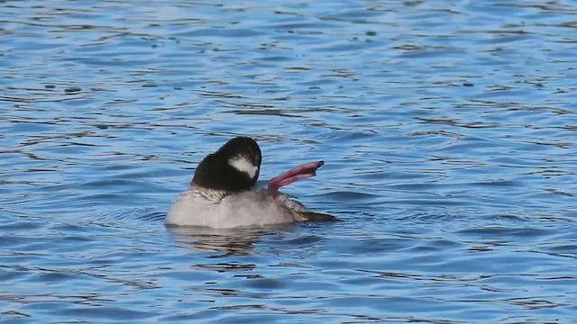 Bufflehead - ML315763501