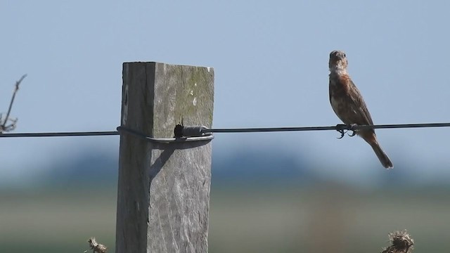 Chestnut Seedeater - ML315763661