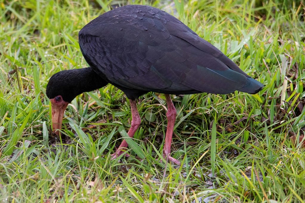 Bare-faced Ibis - LAERTE CARDIM