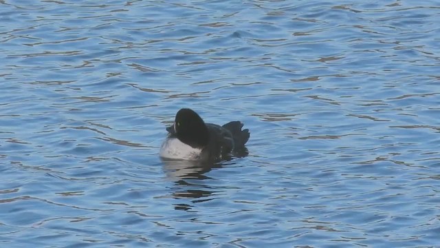 Barrow's Goldeneye - ML315764751