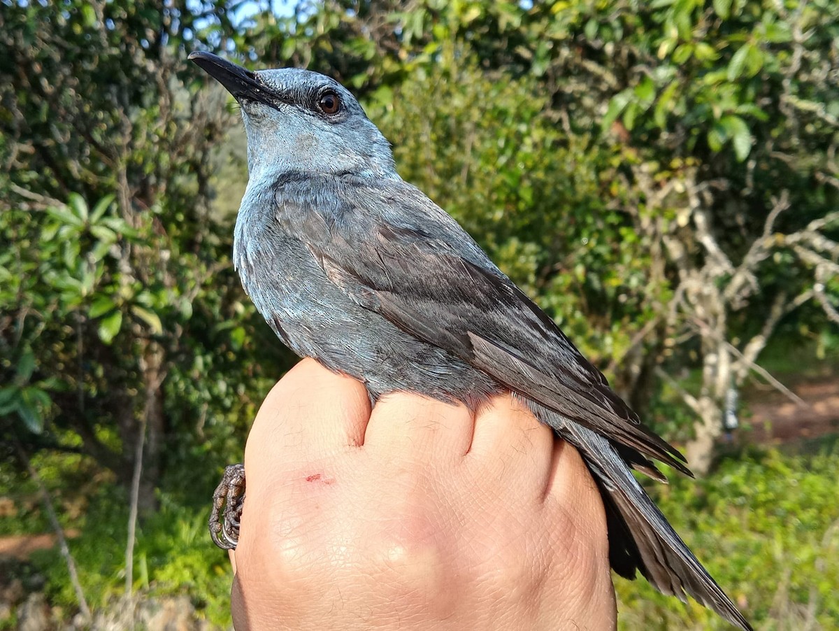 Blue Rock-Thrush - ML315764871