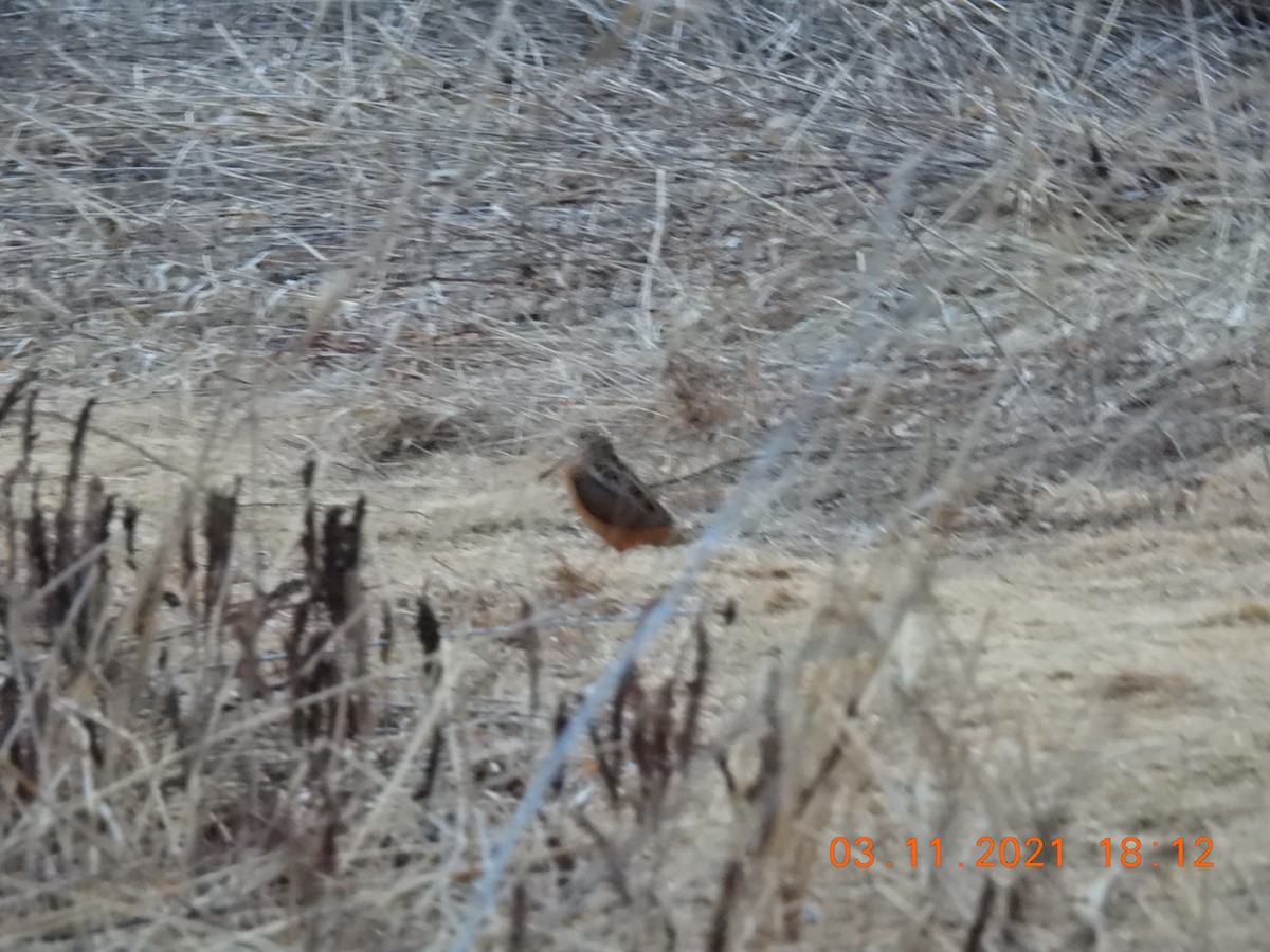 American Woodcock - ML315765361