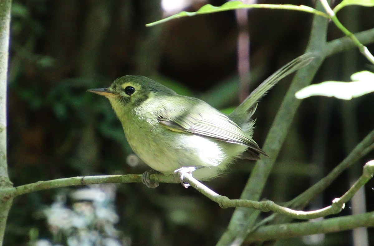 Oustalet's Tyrannulet - ML315765781