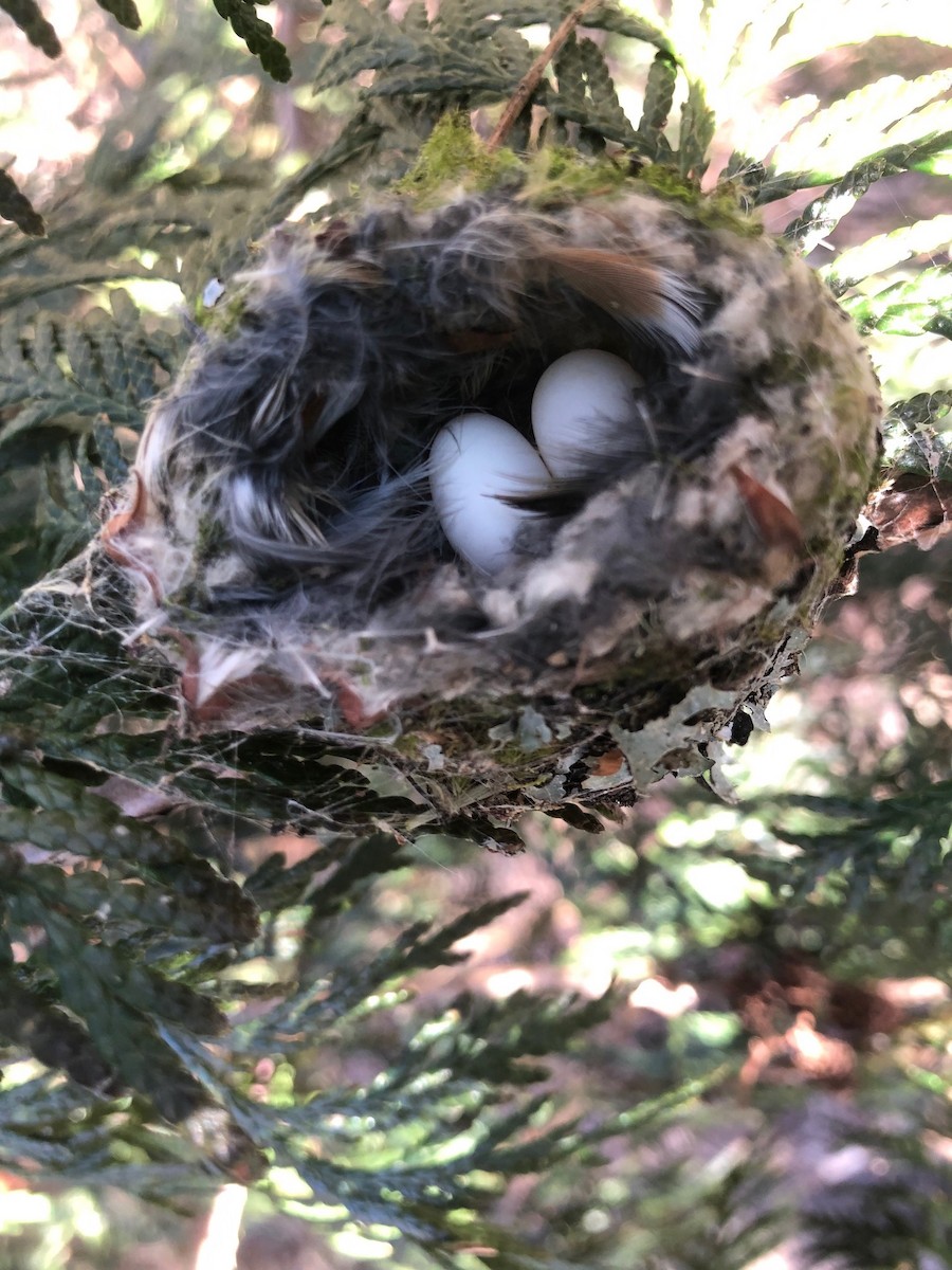 Anna's Hummingbird - ML315766761