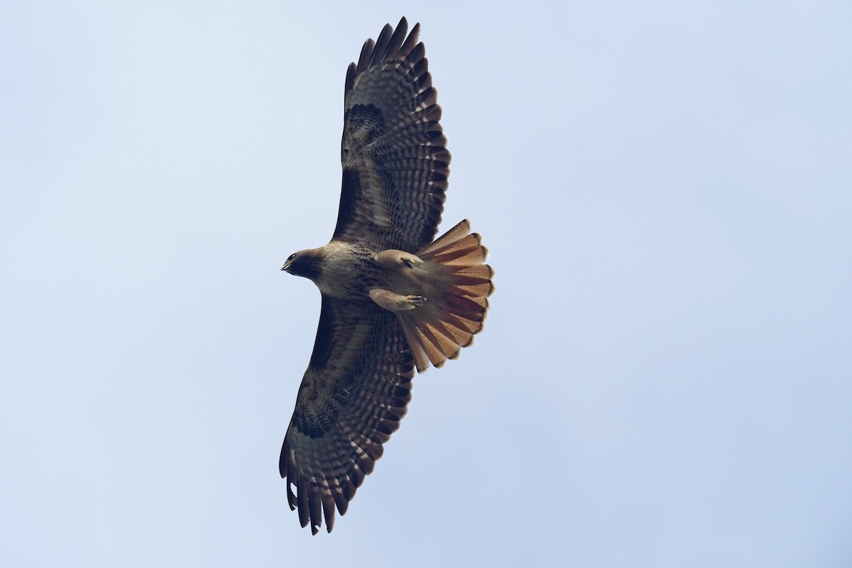 Red-tailed Hawk - ML315767861