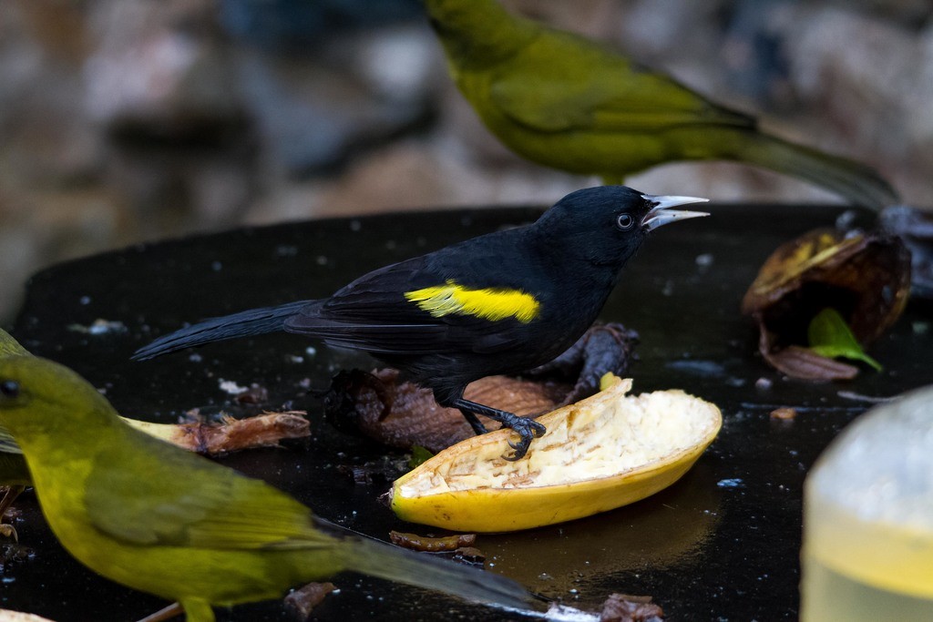 Golden-winged Cacique - ML315767981