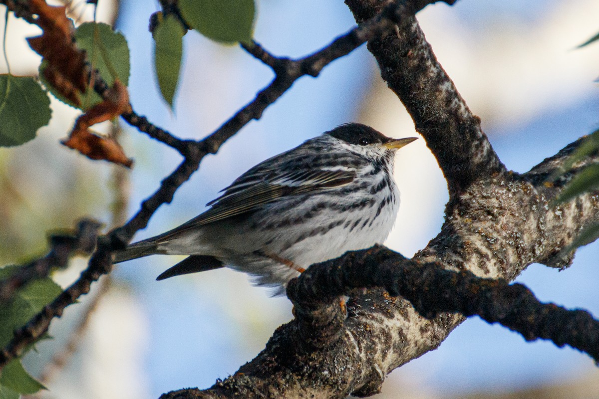 Blackpoll Warbler - ML315768601