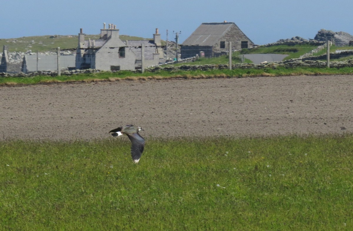 Northern Lapwing - Bob Curry