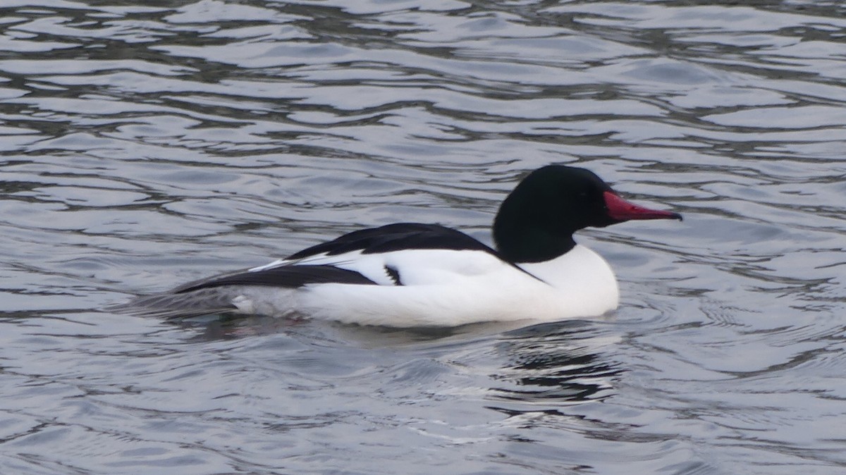 Common Merganser - ML315769121