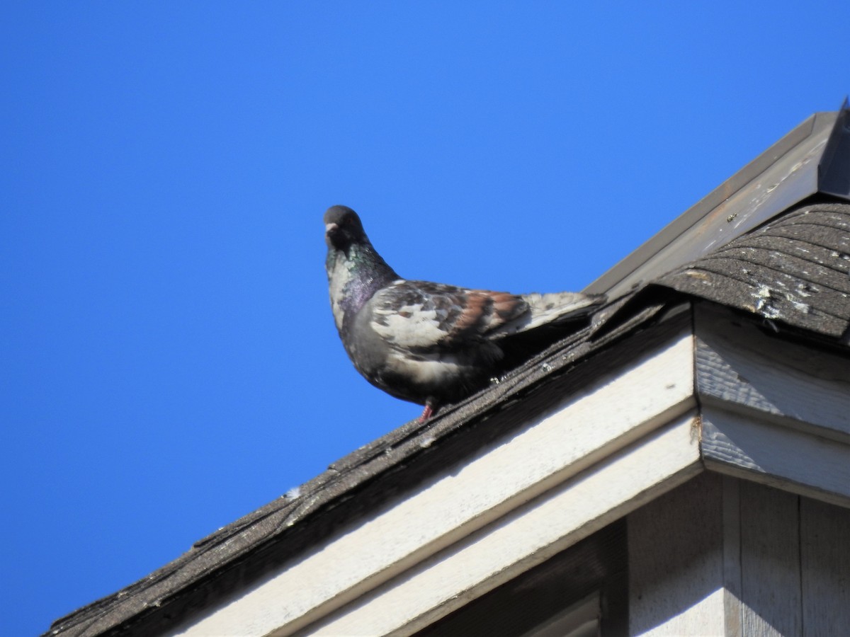 Rock Pigeon (Feral Pigeon) - Jim Walton