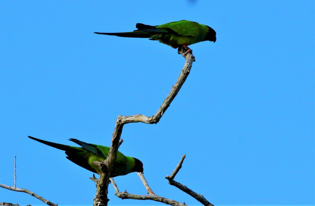 Nanday Parakeet - ML315772121