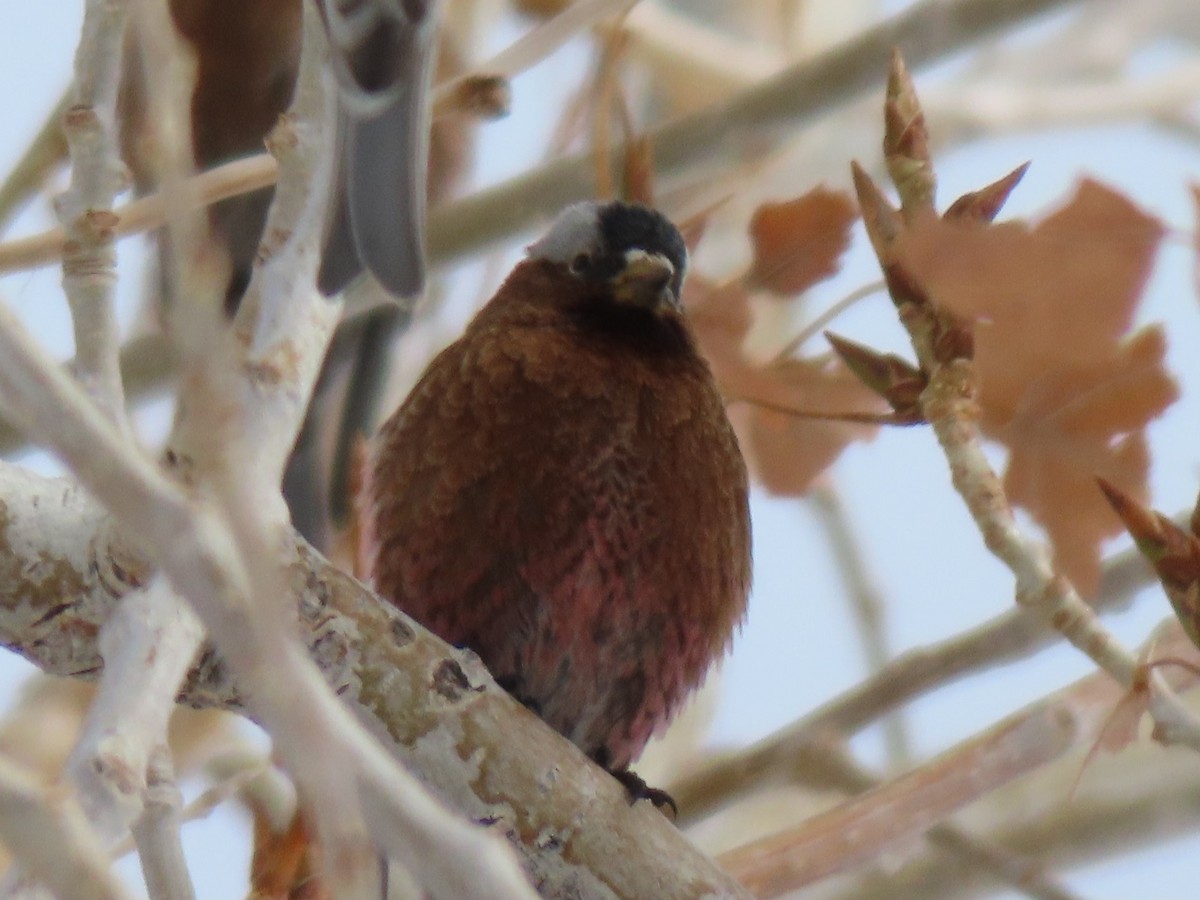 Pinzón Montano Nuquigrís (grupo tephrocotis) - ML315772151