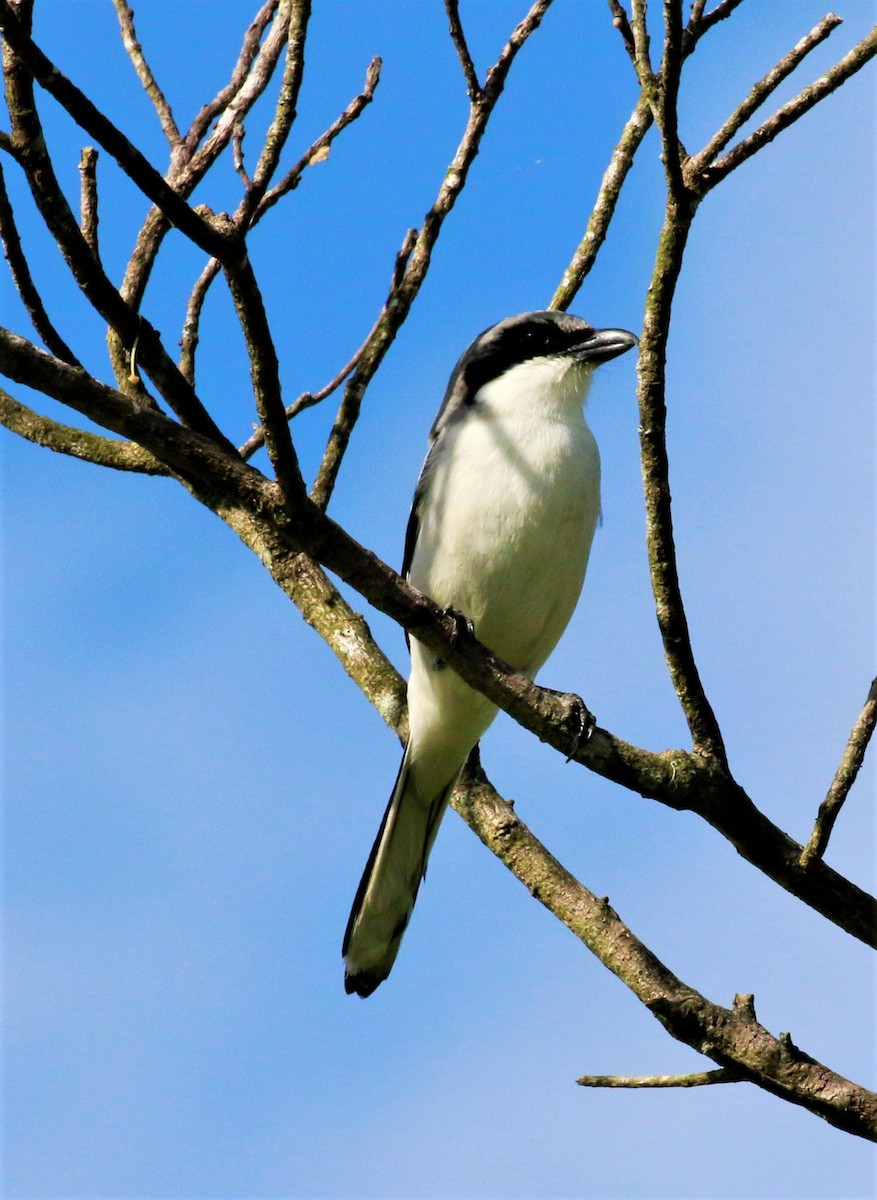 Loggerhead Shrike - Steve Coggin