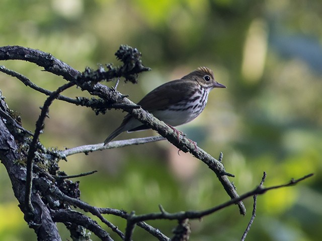 Ovenbird - Martin Wall