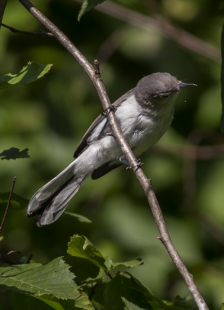 Blue-gray Gnatcatcher - ML31577281