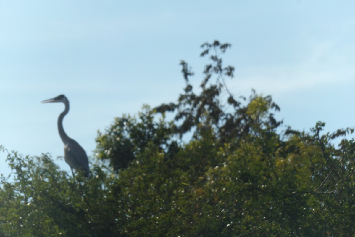 Cocoi Heron - ML31577501