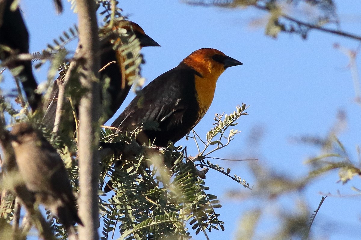 Yellow-headed Blackbird - ML315775631