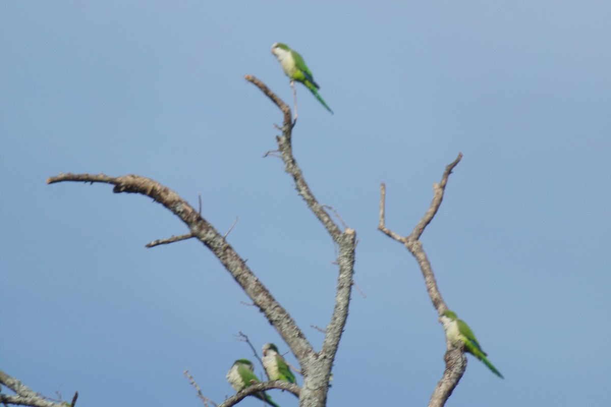 Monk Parakeet - ML31577631
