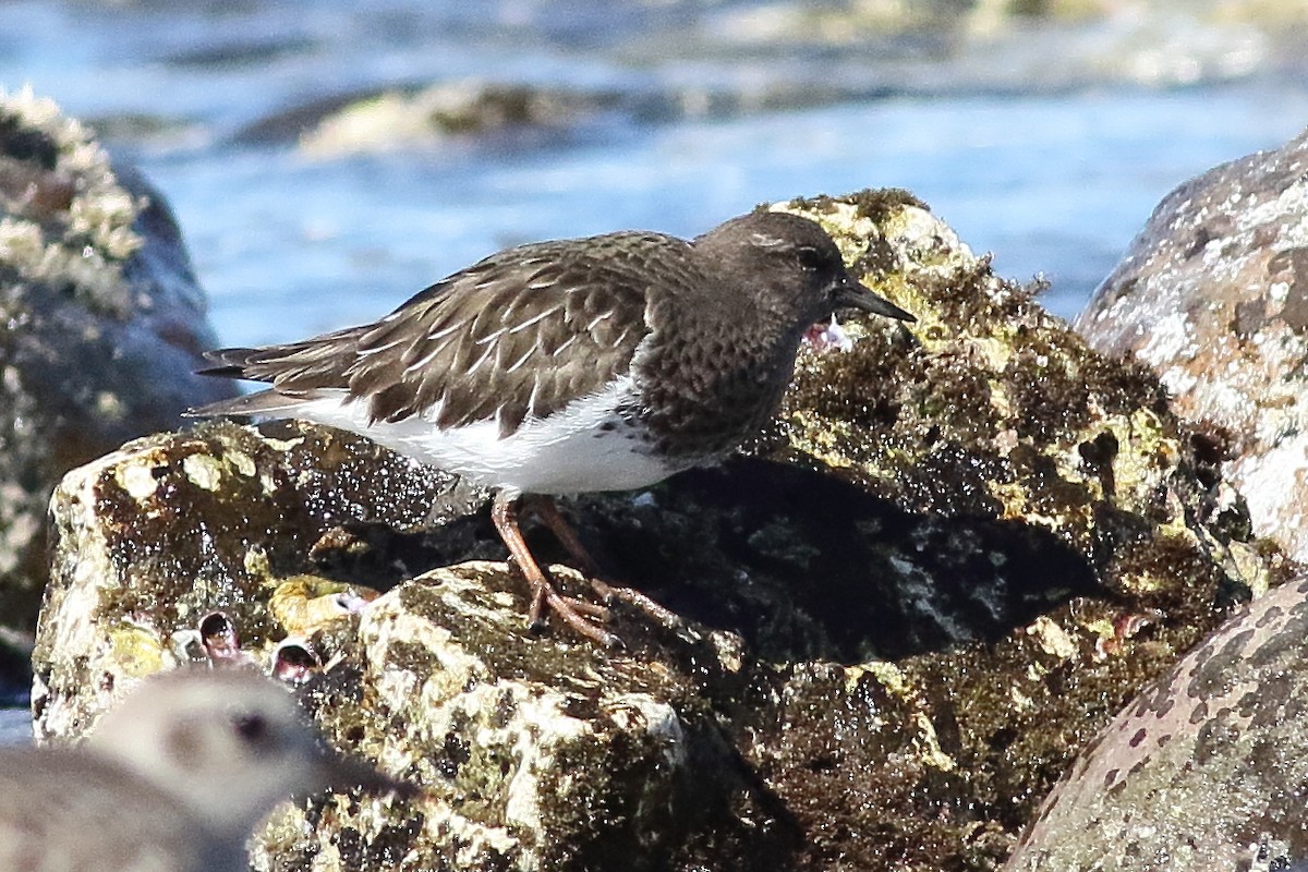 Black Turnstone - Mark L. Hoffman