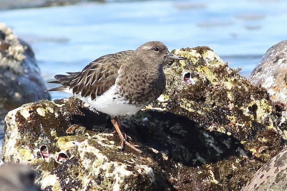 Black Turnstone - ML315776841