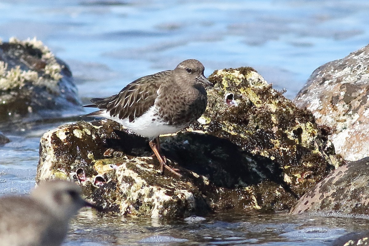 クロキョウジョシギ - ML315776851