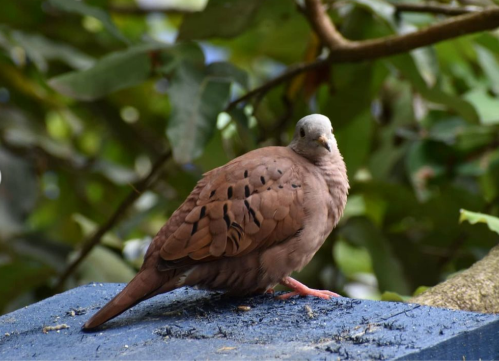 Ruddy Ground Dove - ML315776961