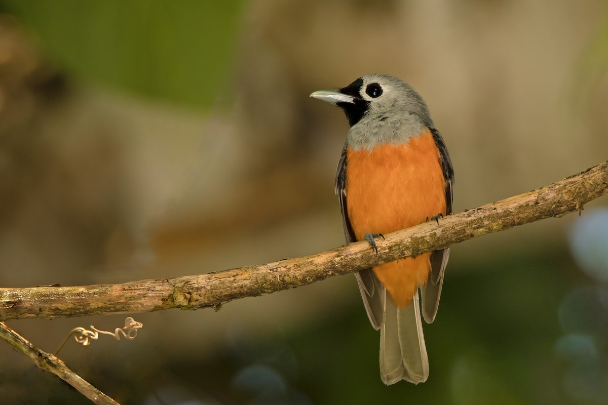 Black-faced Monarch - ML315777191