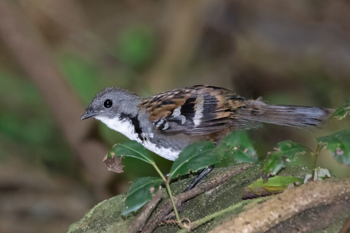 Australian Logrunner - ML315777301