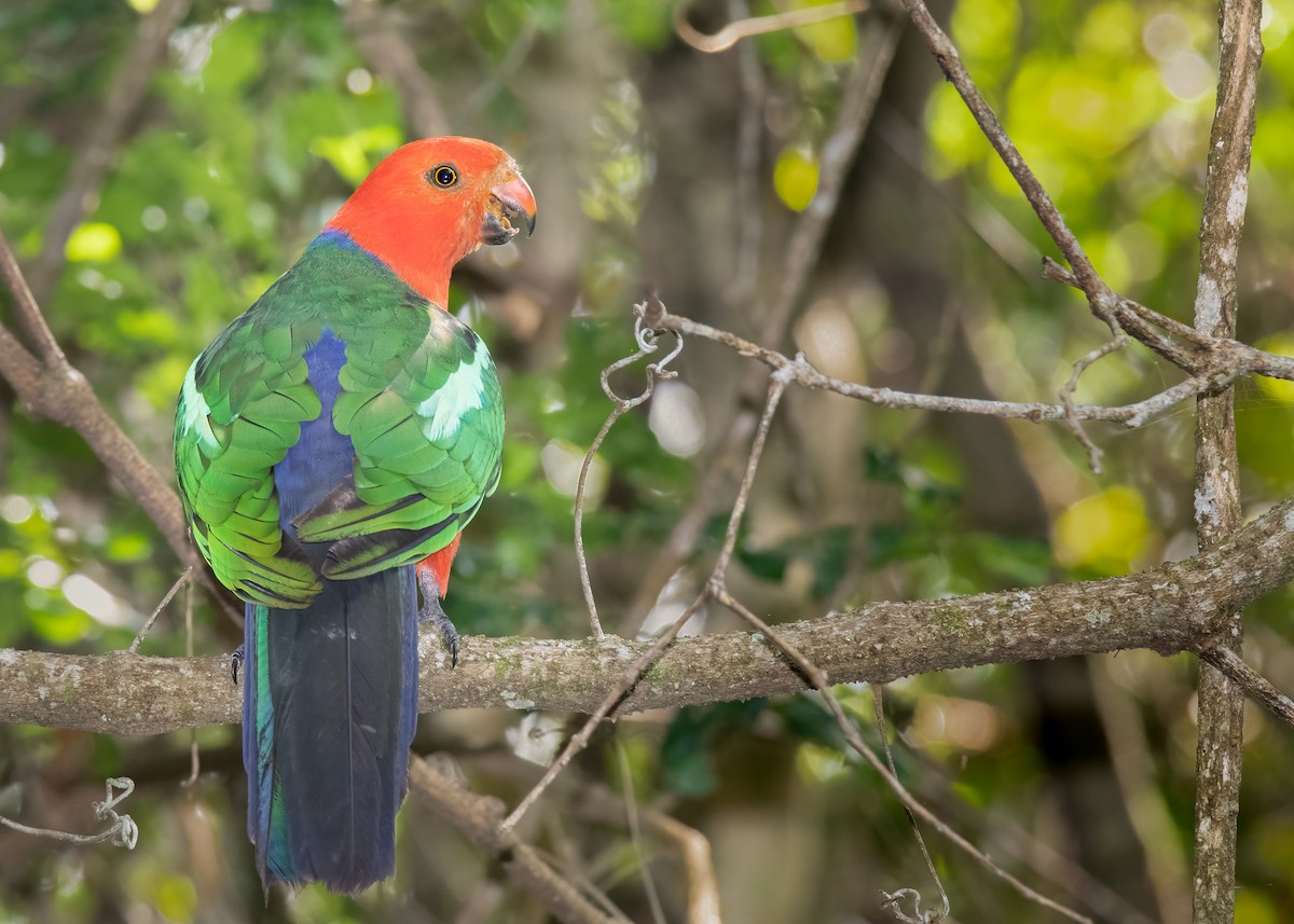 Australian King-Parrot - ML315777451