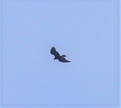 Golden Eagle - ML315777581