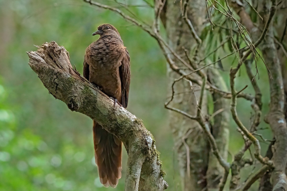 Brown Cuckoo-Dove - ML315778841