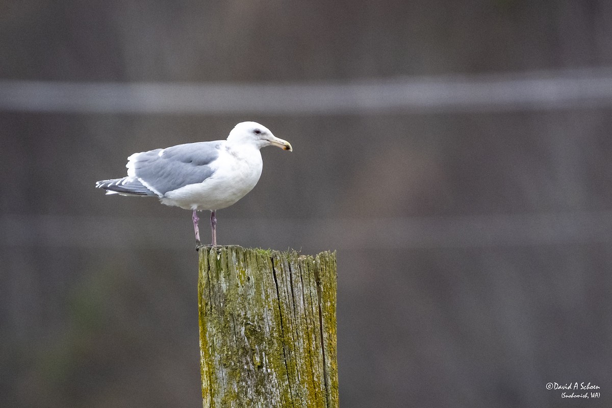 gull sp. - David Schoen