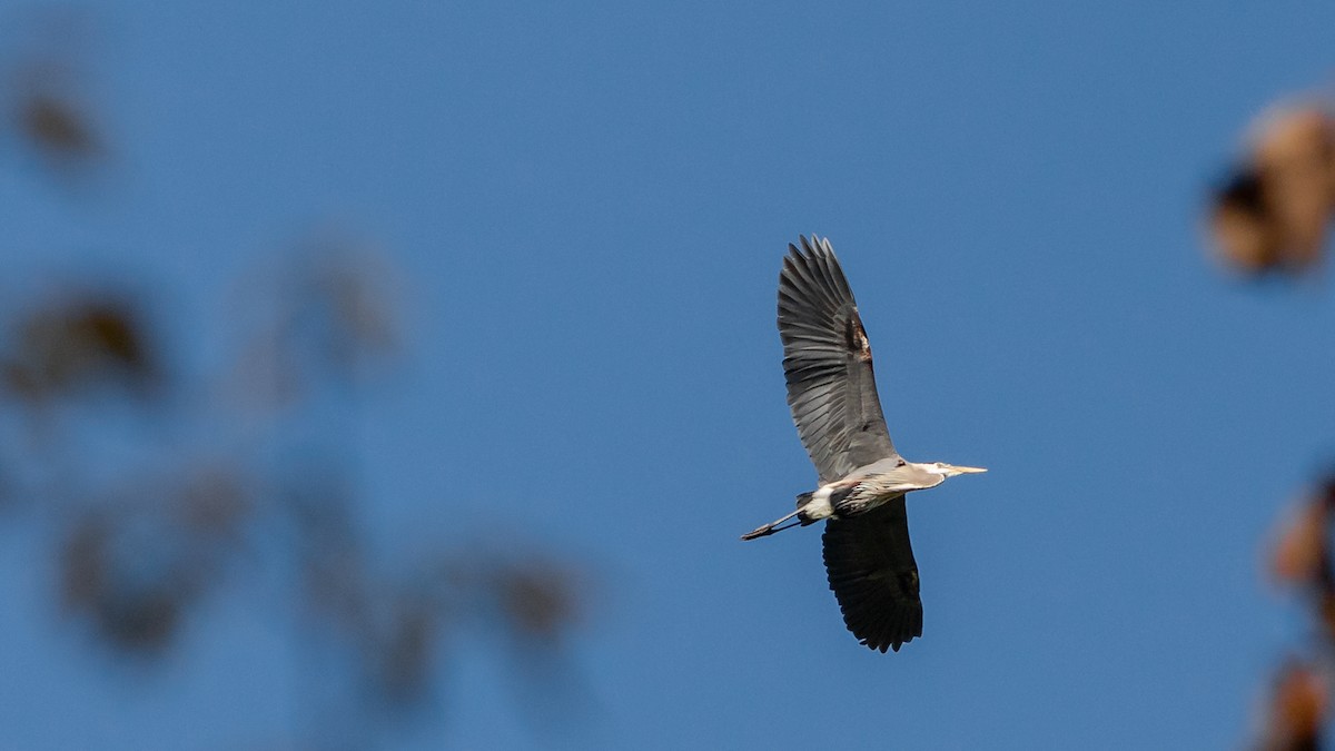 Great Blue Heron - ML315779711