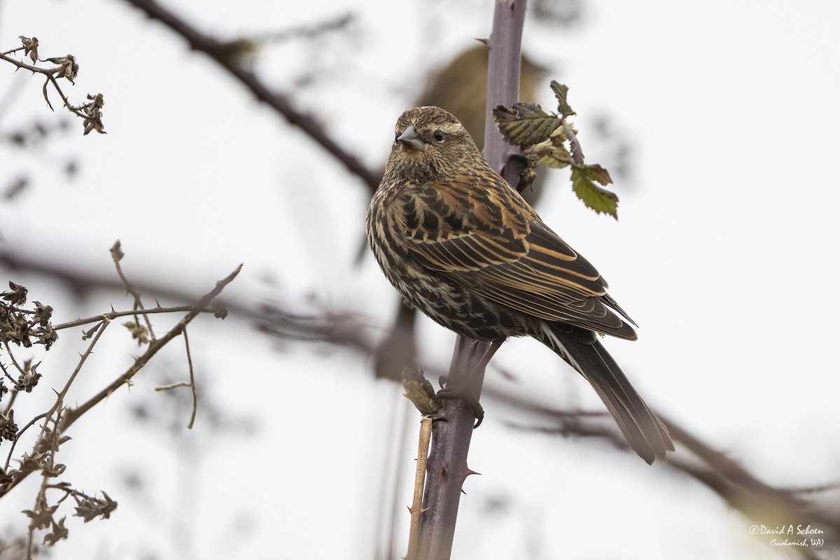 Red-winged Blackbird - ML315779821