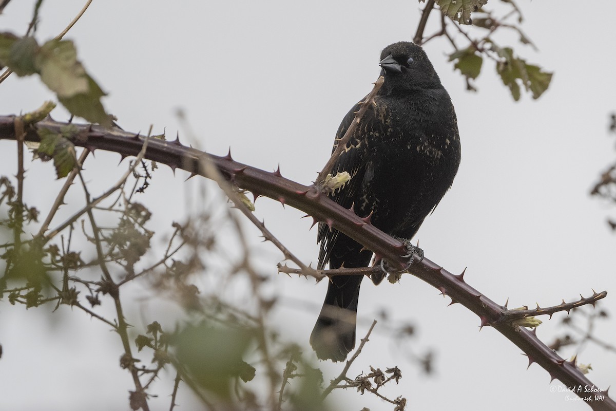 Red-winged Blackbird - ML315779831