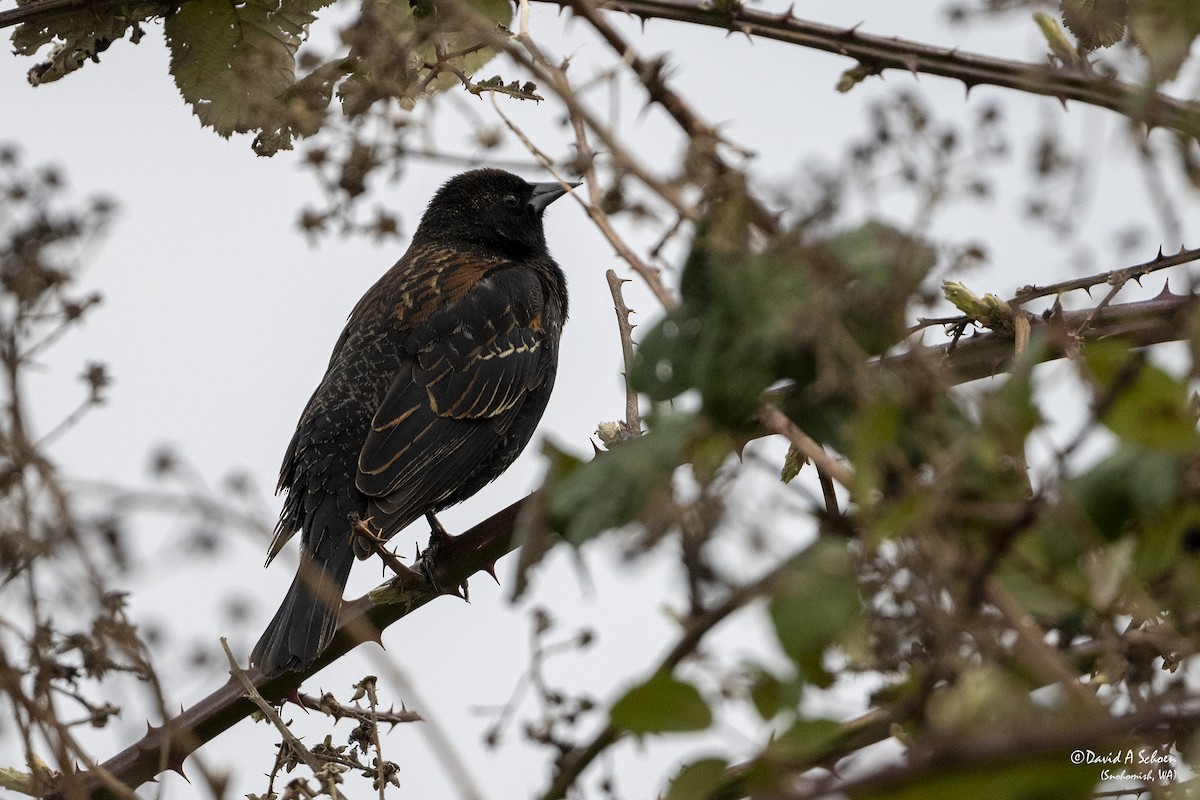 Red-winged Blackbird - ML315779851