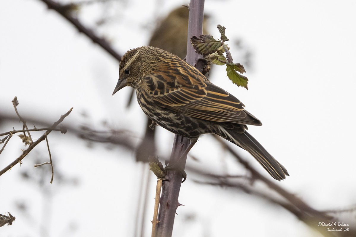 Red-winged Blackbird - David Schoen