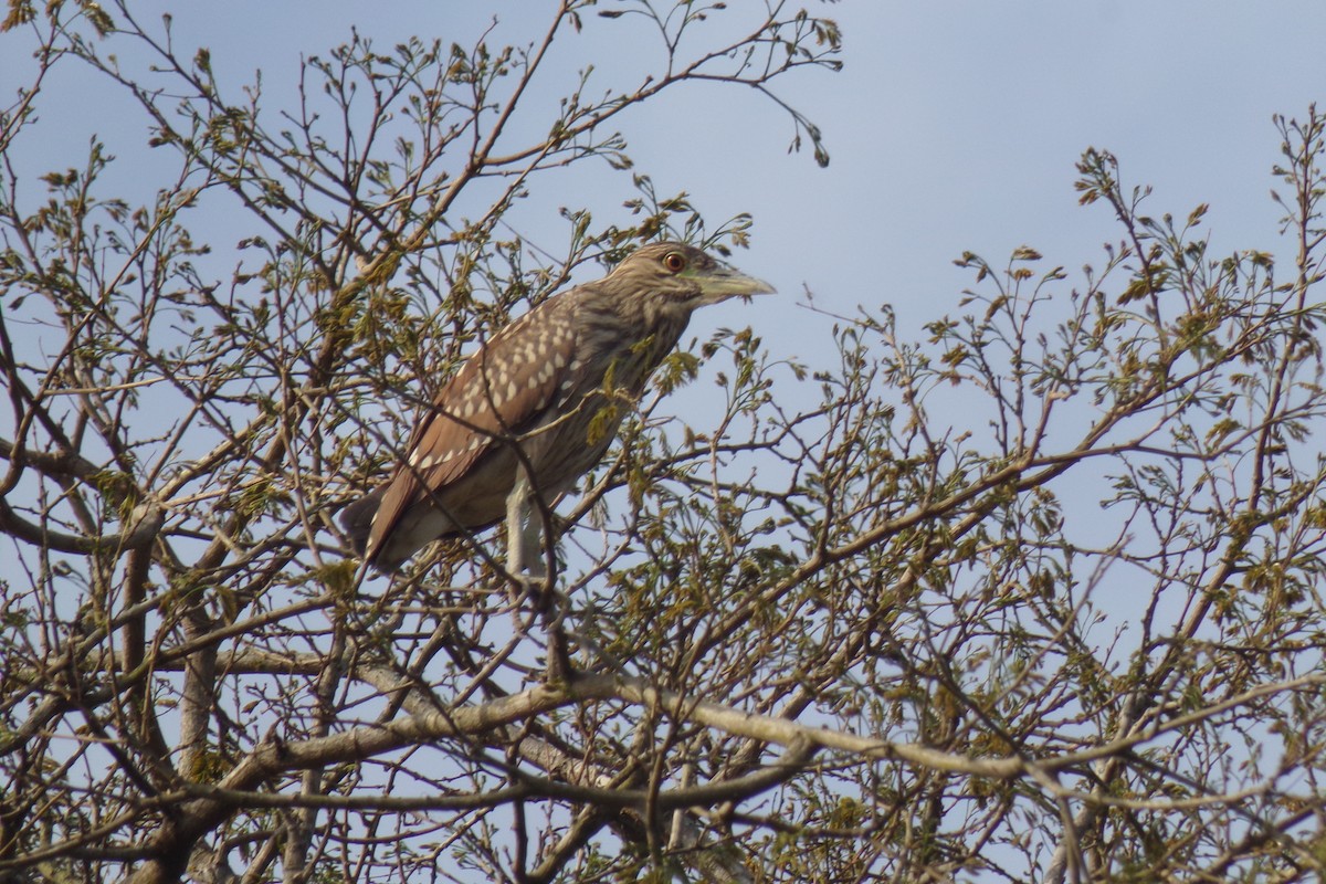 Black-crowned Night Heron - Pablo Monges