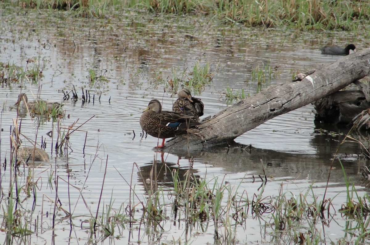 Mexican Duck - ML315780771