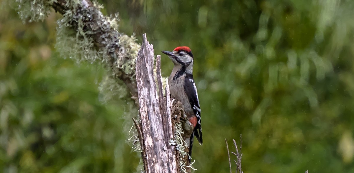 Great Spotted Woodpecker - ML315781731