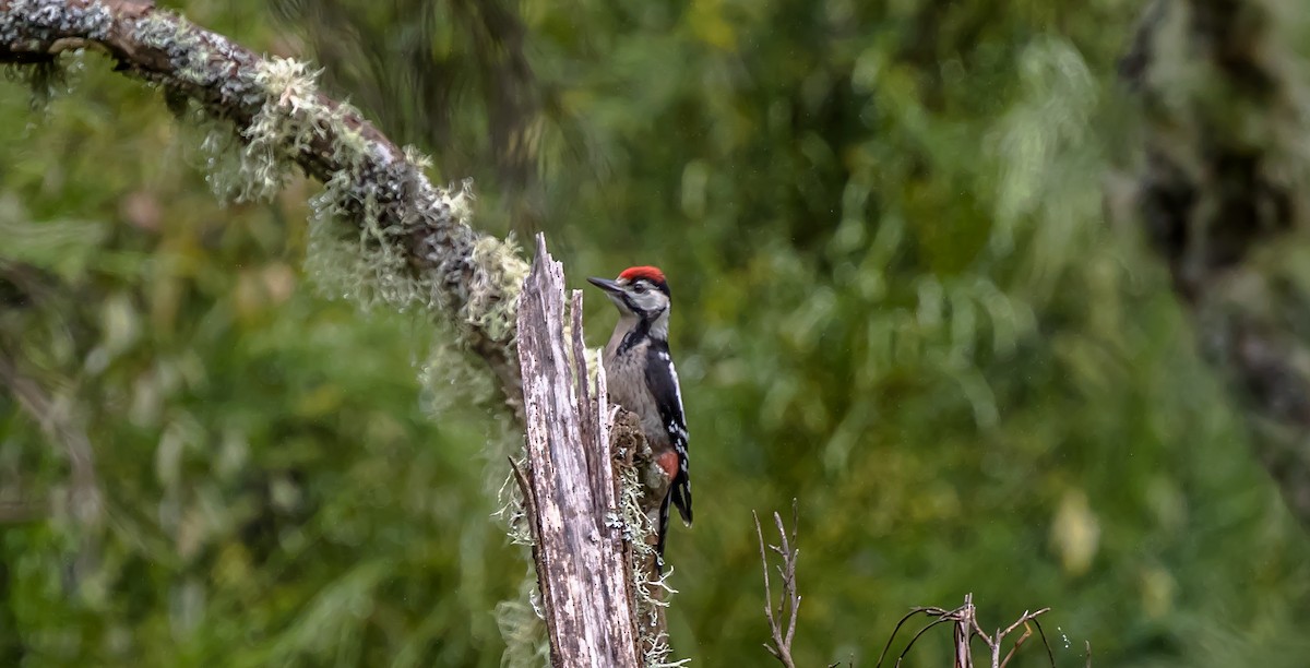 Great Spotted Woodpecker - ML315781751