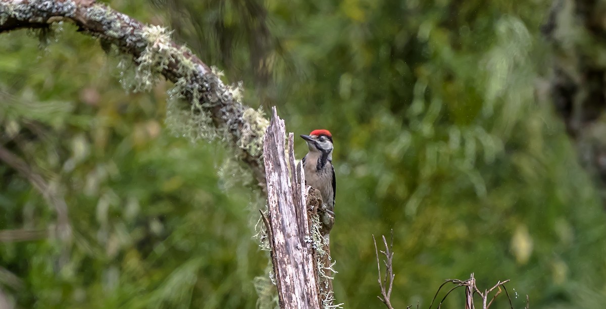 Great Spotted Woodpecker - ML315781771