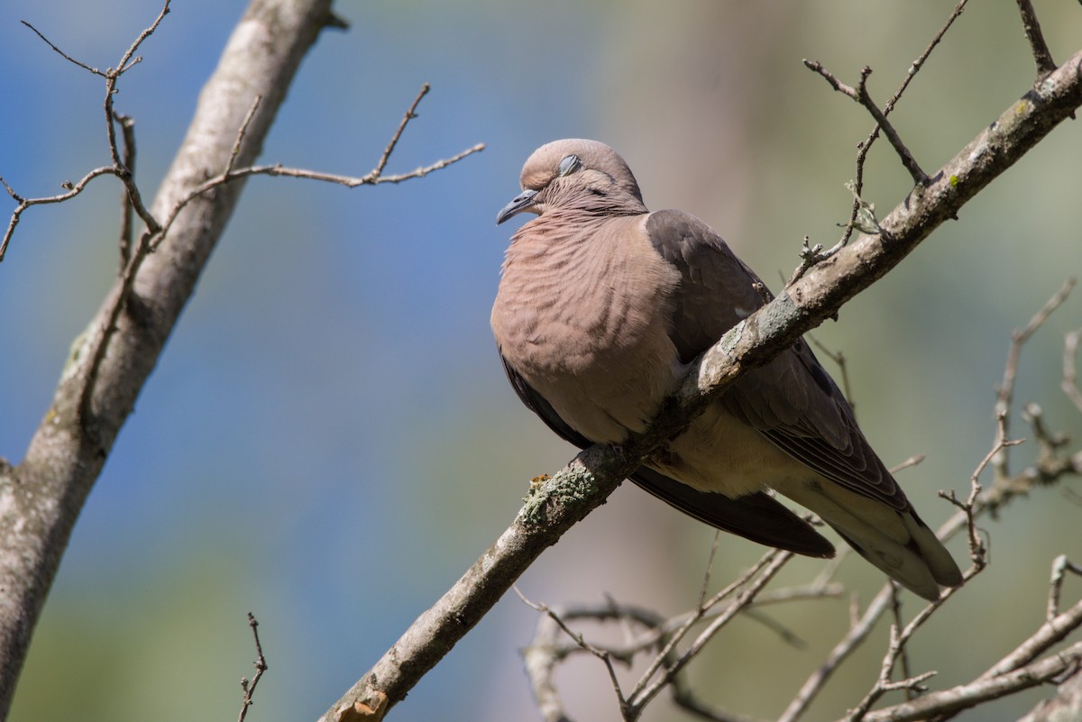 Eared Dove - ML315782121